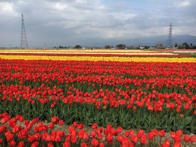 チューリップ_五泉市のチューリップ
