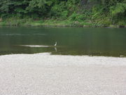 }Tm̓߉ϐiȖ،ߐ{GRsj̓eʐ^1