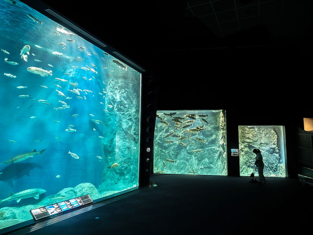 �����̓T�P�Ȃ̋���`���E�U�����W���̃��C���ł��B_�T�P�̂ӂ邳�Ɛ�ΐ�����