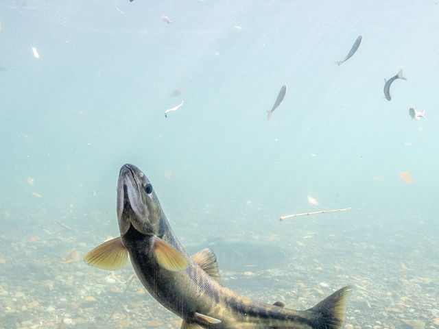 �������鎩�R�p�̍��������钿�����X�|�b�g�ł��B_�T�P�̂ӂ邳�Ɛ�ΐ�����