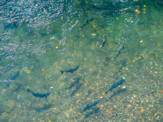 �Ό��t�B���^�[�t����ƍ��̎p���B_�T�P�̂ӂ邳�Ɛ�ΐ�����