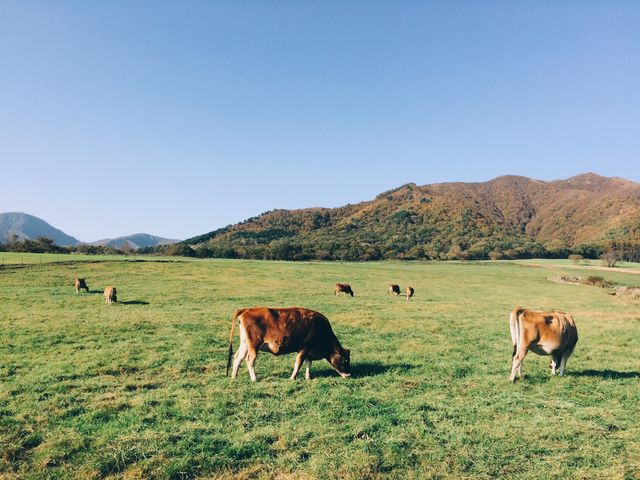 ał(^^)/_fR__Ђ邺W[W[h