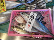 ɂ񂳂̓̉w \oHՎs̓eʐ^1