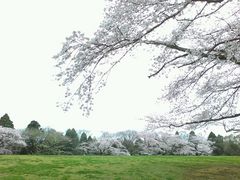 うっちーさんの泉自然公園の桜の投稿写真1