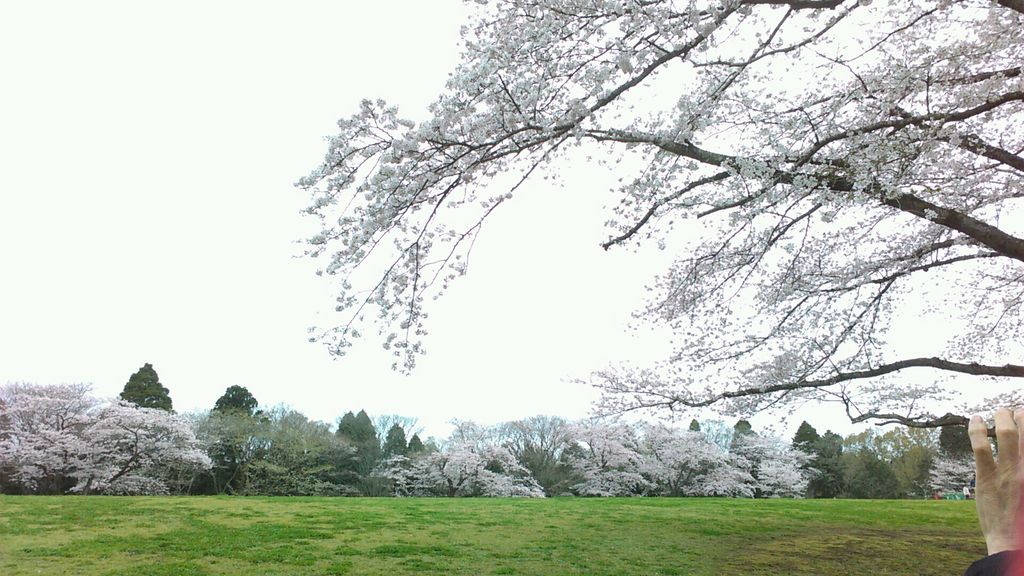 泉自然公園の桜 アクセス 営業時間 料金情報 じゃらんnet