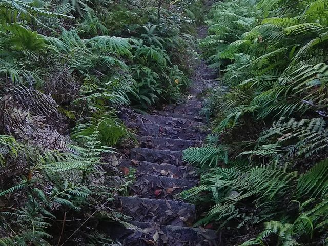 ���R����܂łÂ��Βi�ł�_���R����