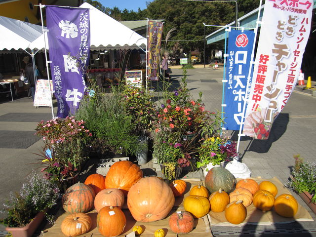 2016�N11���������B�e�j�u�|�P�b�g�t�@�[���ǂ��ǂ��v��钬�X_�|�P�b�g�t�@�[���ǂ��ǂ�