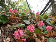 ܂܂ς񂾂̐ԍR̓eʐ^1