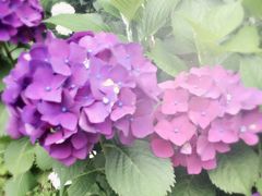 紫陽花がキレイでした 長崎鼻の口コミ じゃらんnet