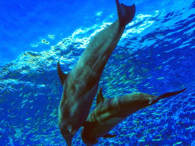 ���ǂ��C���J����_���l�E���i���V�[�p���_�C�X�@�A�N�A���]�[�c