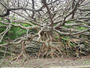 NbL[̎ːElXRWIp[N̓eʐ^4