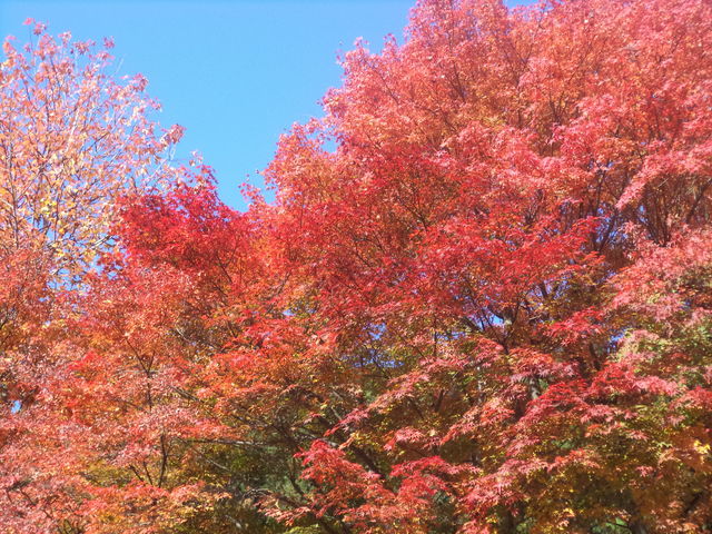 R悤Ȃ݂y݂ɂ߂łB_Ðiʌsj