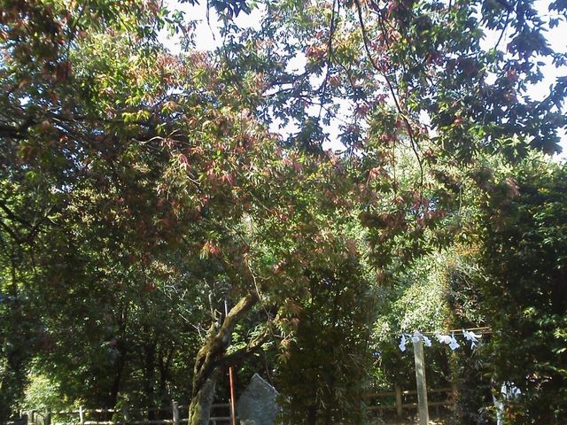 �_���̏ꏊ(=^�E^=)
�p���[�X�|�b�g=^_^=_�X�쏗�̐_��