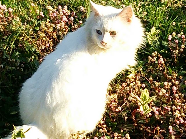 �O�؂���̑哇�勴�����̓��e�ʐ^2