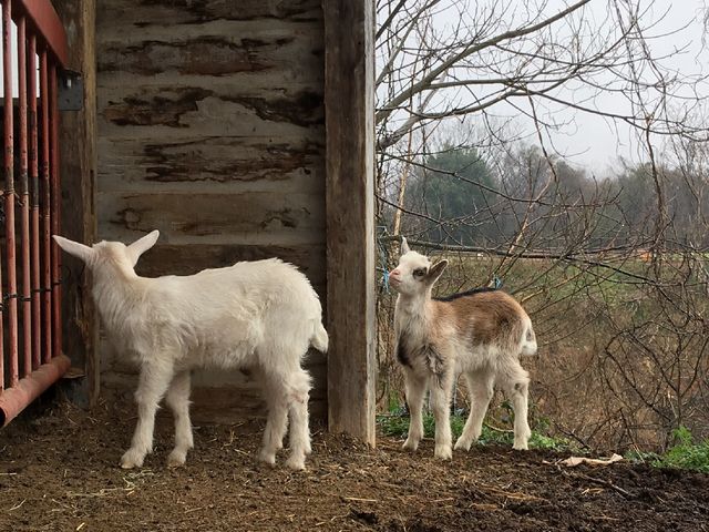 �V���C�����ǉ����q���M�����_�܂ق�t�@�[��