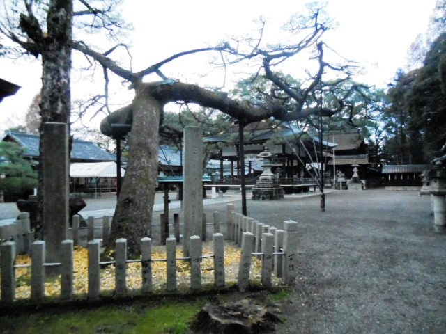 �����̏�_���ؐ_�Ё@