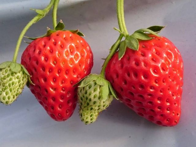 �����낢🍓_�݂悵�ς��ς��t�@�[��
