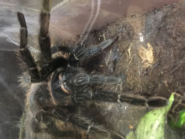 �^�����`����_�̊��^������ iZoo