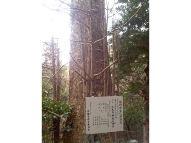 Ԃ񂳂̍E厛̑C`E̓eʐ^1