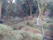 �Ԃ���񂳂�̏@�����̃c�c�W�̓��e�ʐ^2