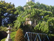 komo����̋ђ��R�����̓��e�ʐ^4