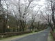 komoさんの根本山の桜への投稿写真3