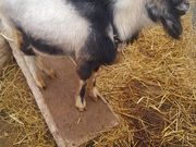 ς񂳂̔O[vK[f̓eʐ^1