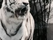 V^CtNIFRELijtj̓eʐ^1