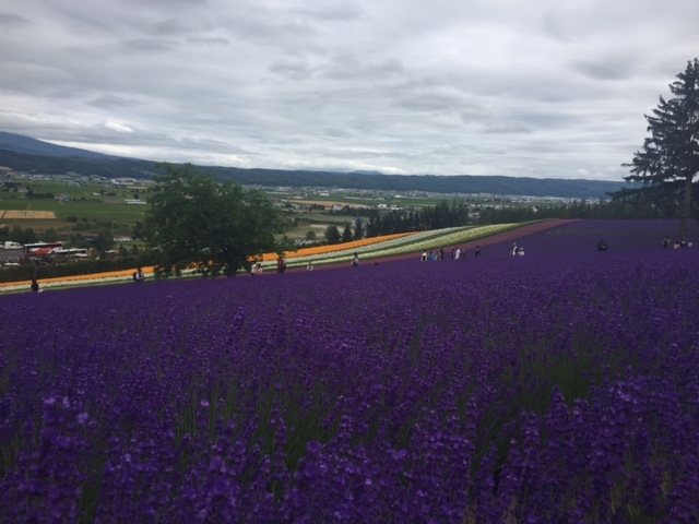 �_���E�E_�l�G�ʂ̋u