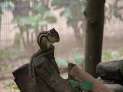 ���܂�����̂������܎s�@�s���̐X�ւ̓��e�ʐ^1