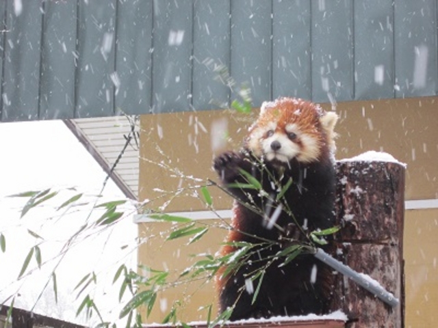 �~�̃��b�T�[�p���__���R������