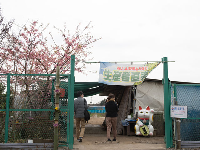 ₹5525̏{؂݂̂t@[̓eʐ^3