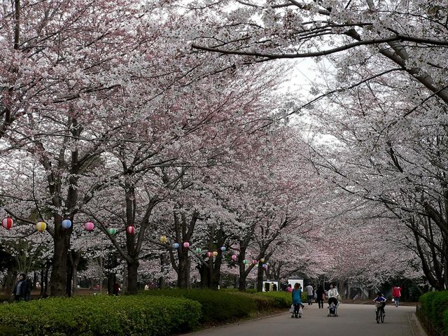 お花見_青葉の森公園