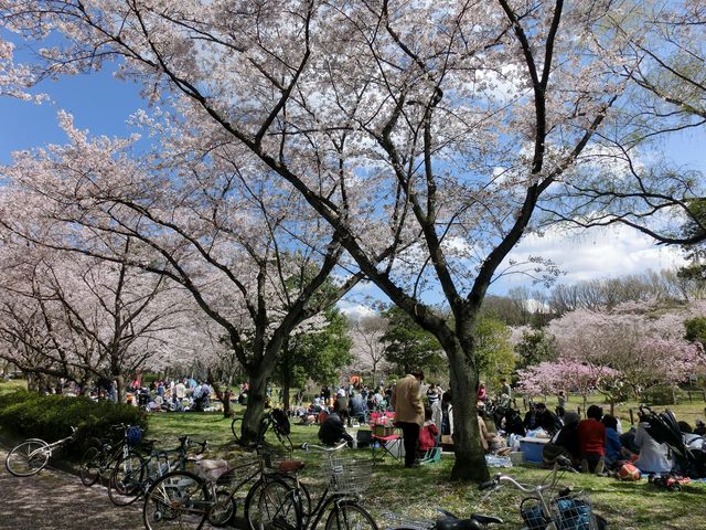 東山公園の桜 アクセス 営業時間 料金情報 じゃらんnet