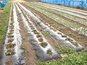 ₹5525̏{؂݂̂t@[̓eʐ^1