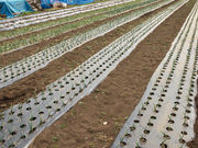 ₹5525̏{؂݂̂t@[̓eʐ^2