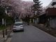超達人さんの青山霊園の桜の投稿写真1
