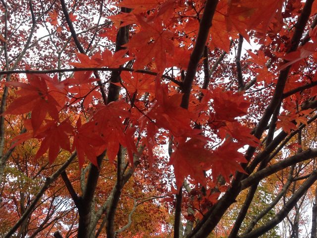 ��Ȃ̂��݂�_�������݂����C��