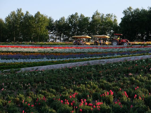 �[���ł�_�l�G�ʂ̋u