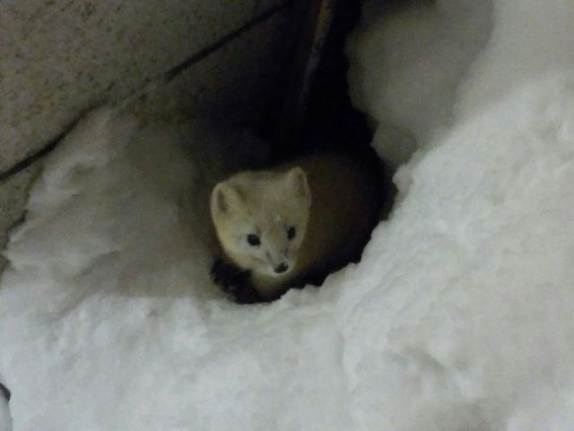 �N���e��_�g�����E�V�R