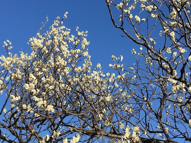 �~1_���R�Βn�����̔~