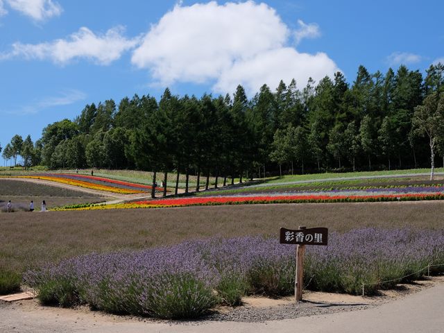 �ʍ��̗�_�ʍ��̗� ���X�؃t�@�[��