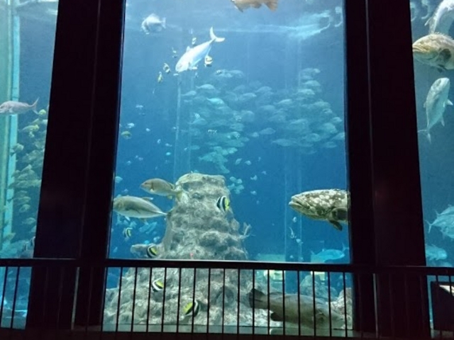 �^�񒆂ɑ傫�Ȑ���_�����C�m��