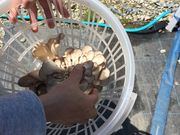 񂳂̒Eɓ߂̂̓eʐ^1