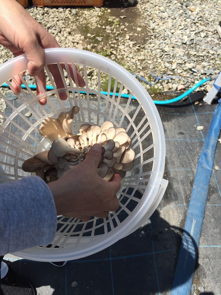 長野 伊那きのこ王国 アクセス 営業時間 料金情報 じゃらんnet