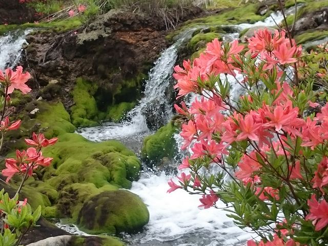 `c{ɗޑAXƂRPEĴQ̃RgXgłB_`c{~SP