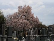 bq񂳂̖k{Rώ@̃GhqKUN̓eʐ^2