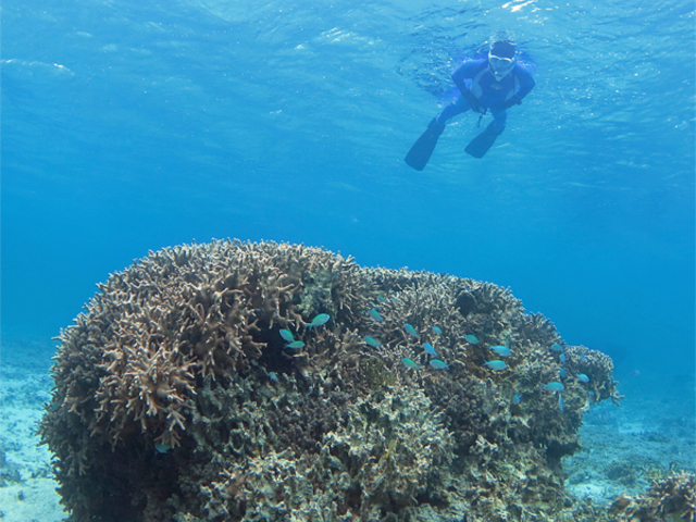 �A�I�o�X�Y���_�C_�A�}�~�G���V�X