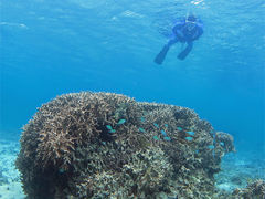 ĉ̃A}~GVXւ̓eʐ^1