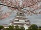 りょうさんの鶴ヶ城公園の桜への投稿写真2